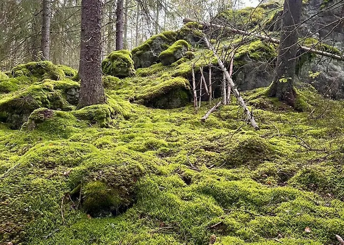 Laidike With Sauna/fireplace, 80 Km Helsinki Ferienhaus *